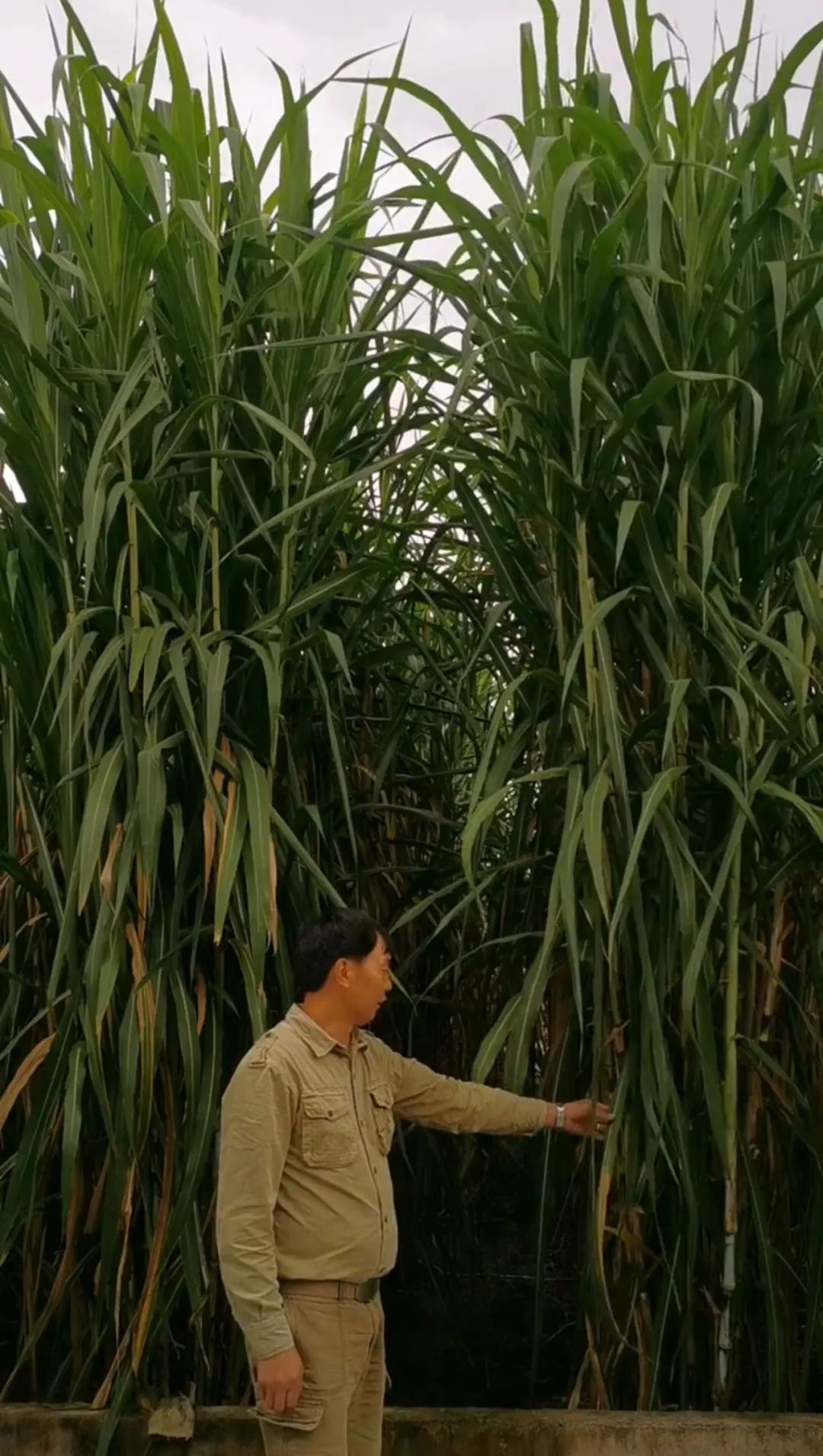 种植什么省事又不愁卖(种植什么省事又不愁卖的农作物)